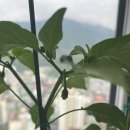 아장반 지안이네 고추모종 이야기🌶️ 이미지