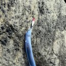 게임라인 | 새만금 해돌라인 풀치낚시 메탈게임 후기(25.10.11)