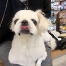 동물병원루니 이미지