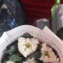 백선농장 이미지