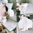 달진상회(살롱드캣) 이미지