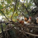 섬강농원 이미지