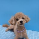 힐스 펫살롱 이미지