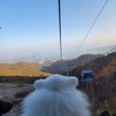 댕댕하동 이미지