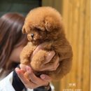 부산강아지분양 유독 이미지