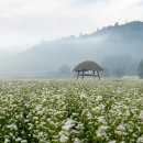 메밀꽃마을 이미지