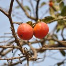 가골농장 이미지