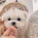 까망코