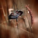 잠이솔솔 이미지