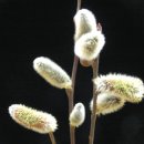 꽃보다 강쥐 이미지