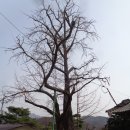 원주굽이길 2코스 700년노송길 이미지