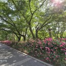 [15편] 2024년5월27일 월요일 과천대공원 장미꽃축제장에 다녀와서! 이미지