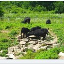 솔가지목장 이미지