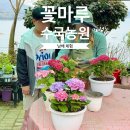 수국펜션 | 아이랑 남해여행 꽃마루수국농원에서 수국 화분 체험 후기