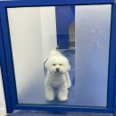새봄동물병원 | 광주 남구 효천지구 신규 오픈 ‘새봄동물병원’