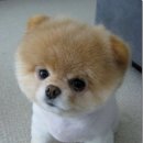 귀여운강아지 이미지