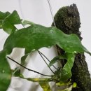 고사리곡 이미지