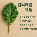 유기농 컬리 케일 완벽 가이드 - 효능, 분말 등 슈퍼푸드 총정리