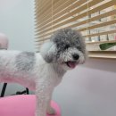 토비네 살롱 이미지