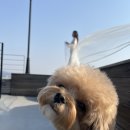 내동애견 | 애견동반웨딩촬영후기/탱자스튜디오 촬영후기(4월)/토탈웨딩스튜디오/박남용작가님