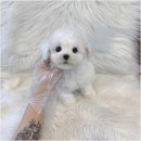 강아지분양 애견분양 퍼피플라워 중랑점 이미지