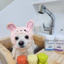 애플스파 이미지