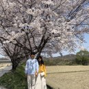 소정면우체국 | 천안 벚꽃 명소, 원성천과 숨은 벚꽃 명소 세종 소정리 곡교천!