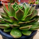 창전농장 이미지