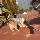 새말길 | 경기도 광주 강아지 동반카페 ‘세루리안힐즈’ 브런치 먹어본 후기.