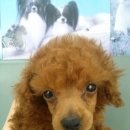 하일동물병원 이미지