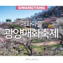 광양 매화축제 매화마을 3월 꽃구경 봄나들이