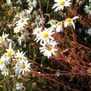 구절초로 이미지