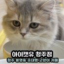 봉명피보약국 | 초대형 고양이 카페 <아이캣유 청주점> 2인 무료입장권 이벤트 후기
