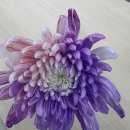 장안화원 이미지