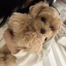 이뻐지개 이미지