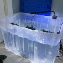 열대어(관상어) 기르기 입문 | 물생활 초보자가 가장 키우기 쉬운 물고기 종류, 구피 특징은?