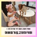 예뻐질:개&고양이카페 | B-육아정보: 구미 비오는 날 아이랑 가기 좋은 고양이카페 간식주기 체험 <예뻐질개&amp;고양이카페>