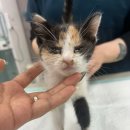 고강동 11-60 이미지