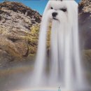 등촌 누룽지 통닭구이 이미지