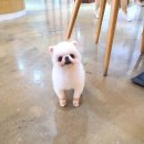 멍뭉몽 이미지