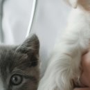 다산동물병원 이미지