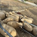 칠곡양떼목장 | 2026 새해 첫날, 칠곡 양떼목장 다녀온 솔직 후기