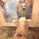 어여쁘개 이미지