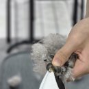 보람애견 이미지