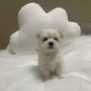 멍앤냥 강아지고양이 안양점 이미지