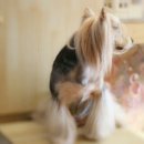 멜로디펫살롱 이미지