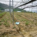 영광농장 이미지