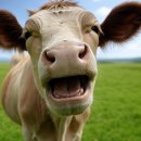 양지-2860 | 🚨“농림축산식품부 소프라이즈 한우 반값 대폭발! 추석 전 국민 쇼크!”🚨