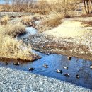 오늘따라청둥오리 이미지