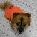 꼬맹이 이미지
